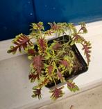 Coleus under the sea variant. Groen en roos - plantje, Ophalen, Zomer, Volle zon