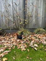 Serama haan, Dieren en Toebehoren, Pluimvee, Mannelijk, Kip