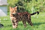 Bengaal, Dieren en Toebehoren, Kater