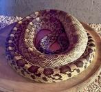 Pituophis Catenifer 0.0, Dieren en Toebehoren, Slang, 0 tot 2 jaar
