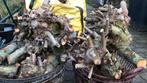 Gratis haardhout, Minder dan 3 m³, Ophalen, Overige houtsoorten, Takken