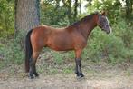 6 jarige ruin 1.22 menpony met wedstrijdervaring, Dieren en Toebehoren, Pony's, Gechipt, Ruin, Dressuurpony, 3 tot 6 jaar