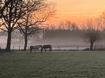 Weidegang aangeboden (Heeze), Weidegang, 2 of 3 paarden of pony's