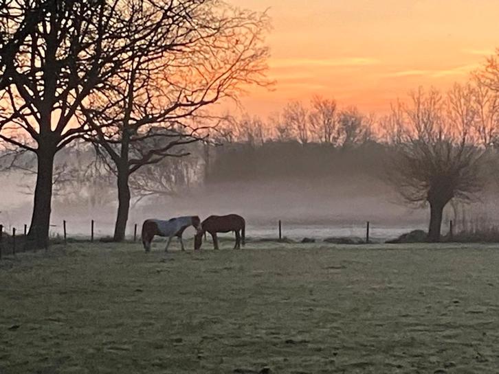 Weidegang aangeboden (Heeze), Dieren en Toebehoren, Stalling en Weidegang, Weidegang, 2 of 3 paarden of pony's