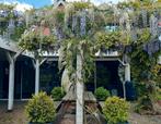 €1,- PER STUK Struiken en fruitplanten, Ophalen, Volle zon, Vaste plant, Zomer