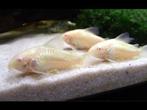 Panstermeerval Aeneus Albino - Bodemvis voor uw aquarium, Vis, Zoetwatervis