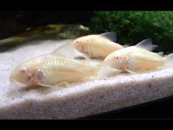 Panstermeerval Aeneus Albino - Bodemvis voor uw aquarium beschikbaar voor biedingen