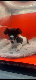 Jack Russel x Cavalier Pups, Dieren en Toebehoren, Jack Russell Terriër, Teef, Eén hond, Nederland