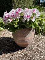 Prachtige volle Franse geraniums wit/roze, Ophalen, Zomer, Overige soorten, Volle zon