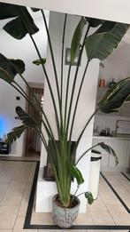 Strelizia XXXL, Huis en Inrichting, Kamerplanten, Ophalen, 200 cm of meer, Overige soorten, In pot