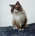 Ragdoll Seal Bicolor met stamboom dekkater ter dekking, Dieren en Toebehoren