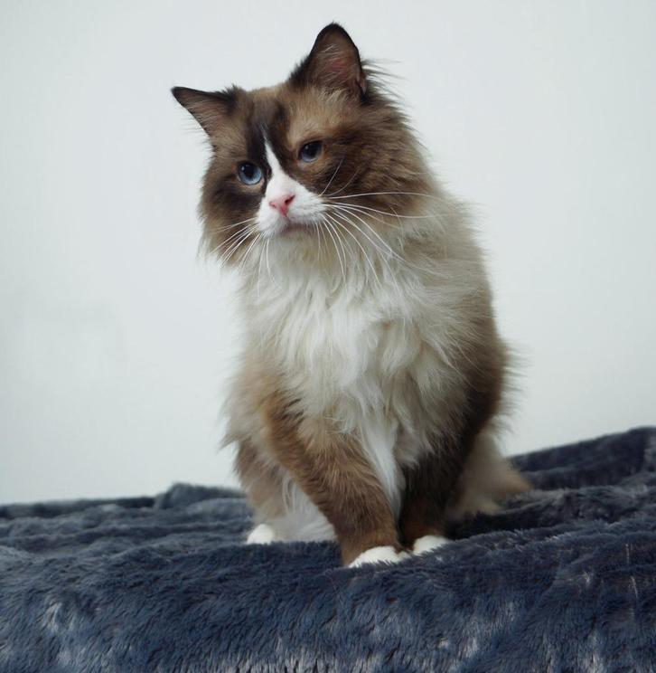 Ragdoll Seal Bicolor met stamboom dekkater ter dekking, Dieren en Toebehoren, Katten en Kittens | Dekkaters, 6 jaar of ouder