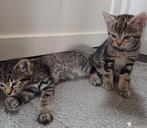 Prachtige kittens te koop, Dieren en Toebehoren, Katten en Kittens | Overige Katten, Meerdere dieren, 0 tot 2 jaar