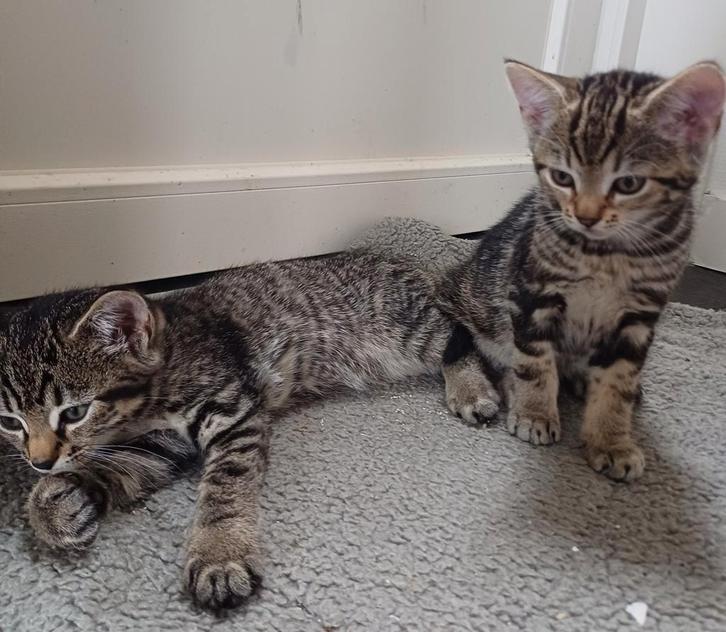 Prachtige kittens te koop, Dieren en Toebehoren, Katten en Kittens | Overige Katten, Meerdere dieren, 0 tot 2 jaar