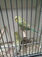 Blackface split dun fallow x dunfallow Split blackface, Meerdere dieren, Parkiet