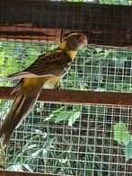 Pennant rosella mutaties oranjebonte pop, Vrouwelijk, Parkiet, Geringd