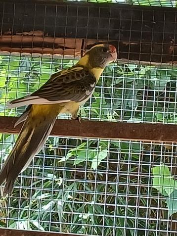Pennant rosella mutaties oranjebonte pop  beschikbaar voor biedingen