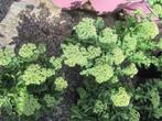 sedum planten, Tuin en Terras, Planten | Tuinplanten, Ophalen, Zomer, Bodembedekkers, Volle zon