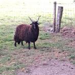 Mooie zwarte Racka's te koop, Dieren en Toebehoren, Mannelijk, Schaap, 0 tot 2 jaar