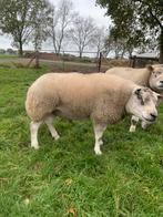 Te koop texelaar dekram, Dieren en Toebehoren, Schapen, Geiten en Varkens, Mannelijk, Schaap, 3 tot 5 jaar