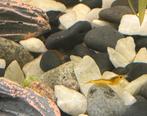 Baby Mini Japonica garnalen, Dieren en Toebehoren, Vissen | Aquariumvissen, Zoetwatervis, Kreeft, Krab of Garnaal, Schoolvis
