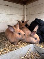 Jonge konijnen nieuw zeelander, Dieren en Toebehoren, Konijnen, Geslacht onbekend, Middelgroot