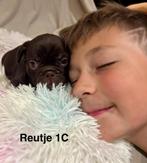 Super lieve franse bulldog pupjes met open neusjes, Dieren en Toebehoren, Honden | Bulldogs, Pinschers en Molossers, België, Particulier