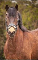 Lieve connemara zoekt verzorger / bijrijder 18+, Dieren en Toebehoren, Paarden en Pony's | Overige Paardenspullen, Ophalen, Dressuur