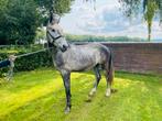 3 jarige ruin te koop cornet obolensky x el berlin bogibo, Dieren en Toebehoren, Paarden, Springpaard, Gechipt, Ruin, Zadelmak