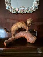 Taxidermie opgezette hermelijn, Ophalen of Verzenden
