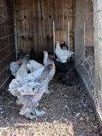 Brahma Hennen, Dieren en Toebehoren, Vrouwelijk, Kip