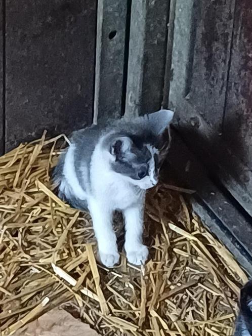 Mooie en tamme boerderij kittens, Dieren en Toebehoren, Katten en Kittens | Overige Katten, Kortharig, Meerdere dieren, 0 tot 2 jaar