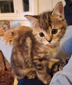 2 prachtige lapjespoezen zoeken een thuis!, Dieren en Toebehoren, Kater