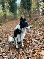 Border collie, Dieren en Toebehoren, CDV (hondenziekte), 1 tot 2 jaar, Teef, Collie