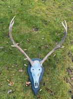 Edelhert Gewei op Schedel en Plank, Ophalen