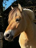 Fjord, ruin van 2 jaar met ideaal genen-pakketje, Dieren en Toebehoren, Paarden, Minder dan 160 cm, Ruin, Niet van toepassing