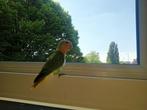 Baby Agopornis, klaar om uit te vliegen, Geslacht onbekend, Dwergpapegaai of Agapornis