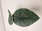 alocasia melo, Huis en Inrichting, Kamerplanten, Ophalen of Verzenden, Halfschaduw, Minder dan 100 cm