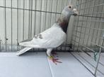 Postduif Doffer, Dieren en Toebehoren, Vogels | Duiven, Mannelijk, Overige soorten