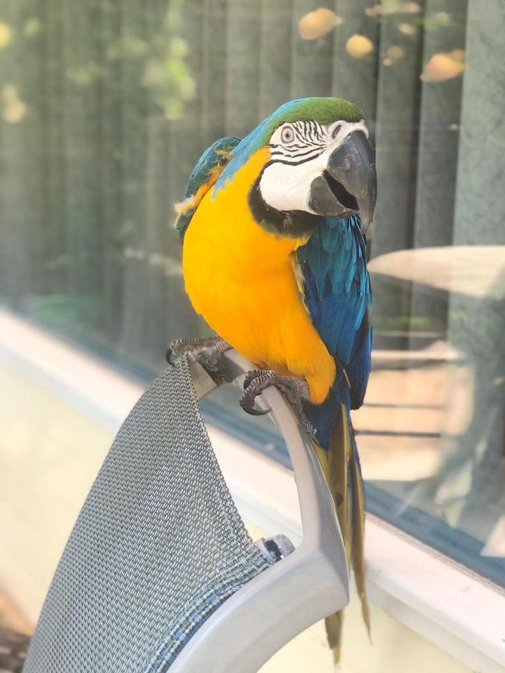 Ara te koop, Dieren en Toebehoren, Vogels | Parkieten en Papegaaien, Papegaai, Mannelijk