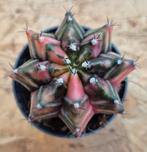 Cactus Gymnocalycium Mihanovichii p7 (Q), Huis en Inrichting, Kamerplanten, Ophalen of Verzenden, Cactus, Volle zon, Minder dan 100 cm