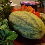 Cucurbita pepo  | Courgette, Halfschaduw, Ophalen of Verzenden, Voorjaar, Zaad