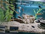 Melanochromis Auratus Malawi Cichliden, Dieren en Toebehoren, Vissen | Aquariumvissen, Vis, Zoetwatervis