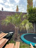 Palmboom, Ophalen, Zo goed als nieuw, Composiet