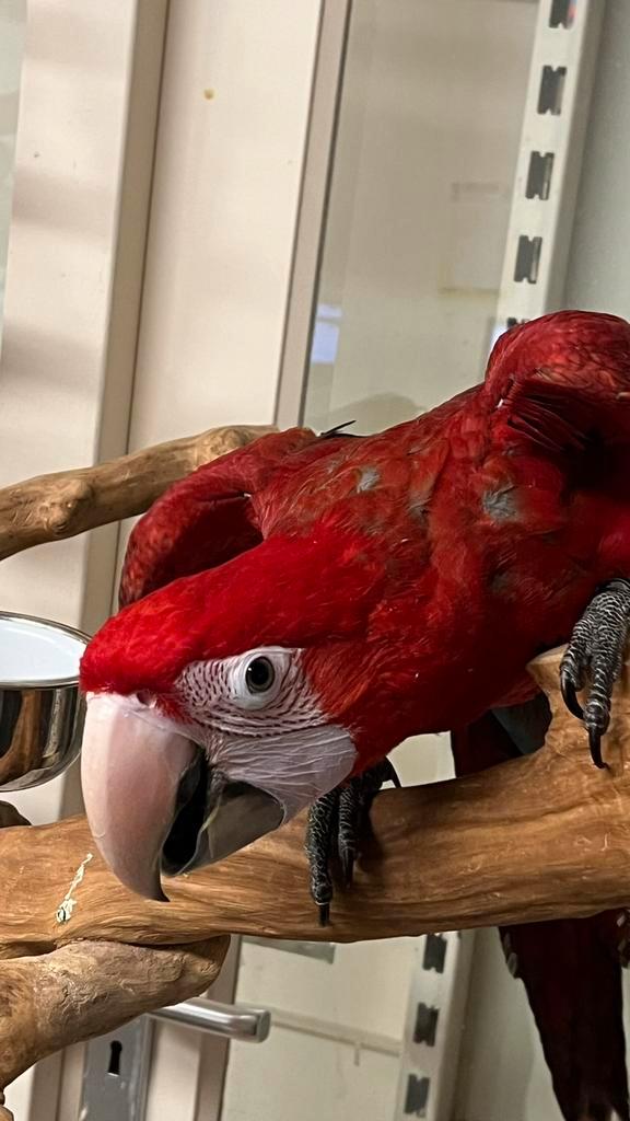 Ara groenvleugels Süper tamme Baby Pop, Dieren en Toebehoren, Vogels | Parkieten en Papegaaien, Papegaai, Vrouwelijk, Pratend