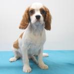 Cavalier King Charles - pups te koop, Dieren en Toebehoren, Honden | Retrievers, Spaniëls en Waterhonden, Rabiës (hondsdolheid)