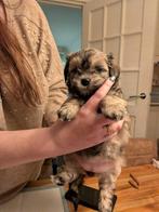 Leeuwhondje, Dieren en Toebehoren, Honden | Chihuahua's en Gezelschapshonden, Parvo, Overige rassen, 8 tot 15 weken, Teef