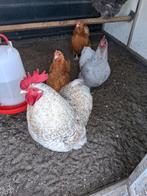 Orpinton kriel kippen, Dieren en Toebehoren, Pluimvee
