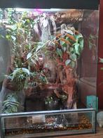 Aangeboden terrarium compleet ingericht, Dieren en Toebehoren, Ophalen, Gebruikt, Terrarium of Paludarium