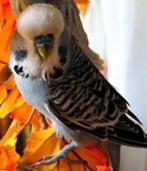 Engelse grasparkiet, Dieren en Toebehoren, Vogels | Parkieten en Papegaaien, Mannelijk, Parkiet, Geringd